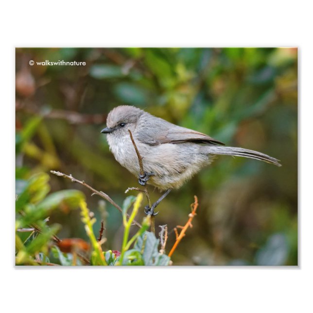 Profile of a Bushtit Baby Photo Print (Front)