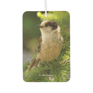 Profile of a Cute Grey Jay / Whiskeyjack Air Freshener