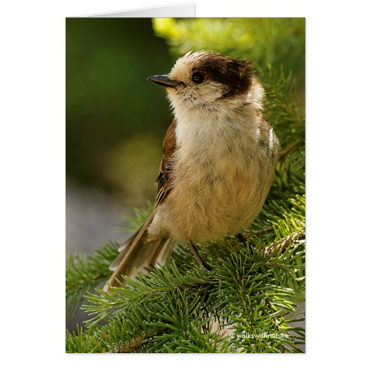 Profile of a Cute Grey Jay / Whiskeyjack Cards (Front)