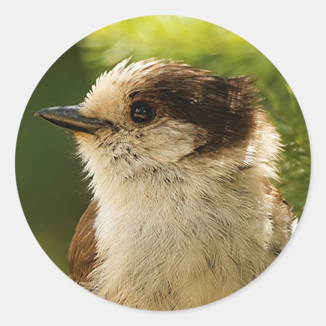 Profile of a Cute Grey Jay / Whiskeyjack Classic Round Sticker (Front)