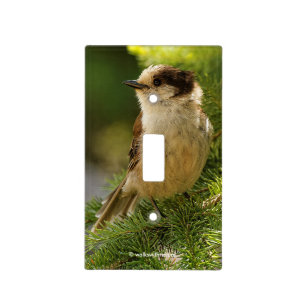 Profile of a Cute Grey Jay / Whiskeyjack Light Switch Cover