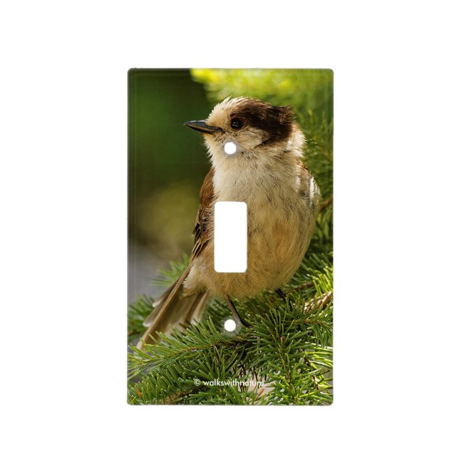 Profile of a Cute Grey Jay / Whiskeyjack Light Switch Cover (Front)