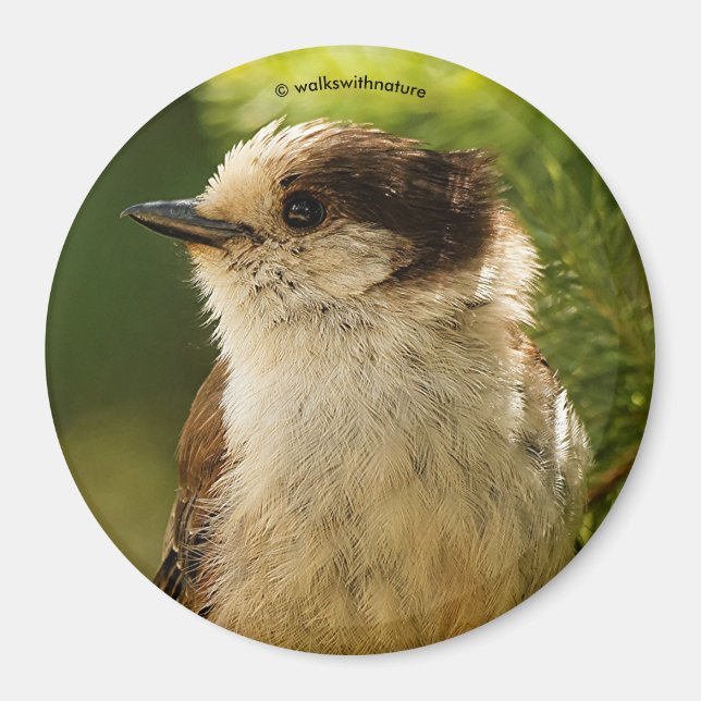 Profile of a Cute Grey Jay / Whiskeyjack Magnet (Front)
