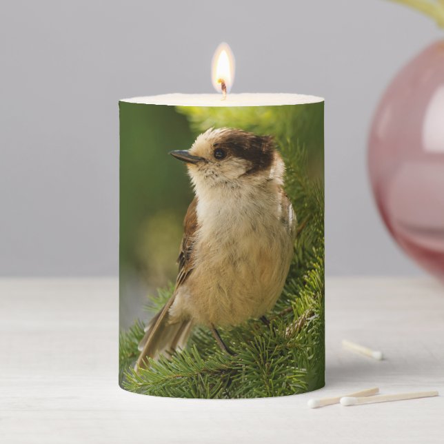 Profile of a Cute Grey Jay / Whiskeyjack Pillar Candle (In Situ)