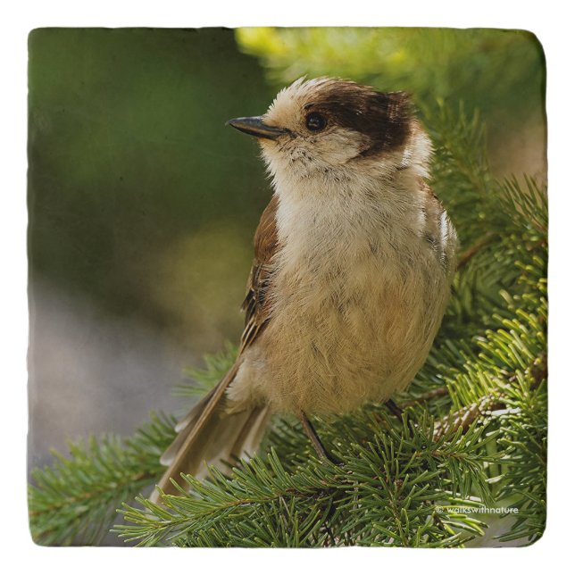 Profile of a Cute Grey Jay / Whiskeyjack Trivet (Front)