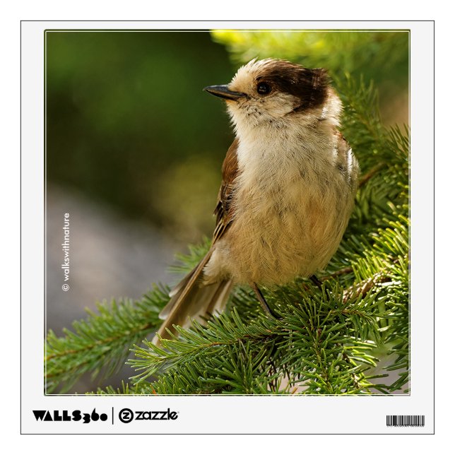 Profile of a Cute Grey Jay / Whiskeyjack Wall Sticker (Front)