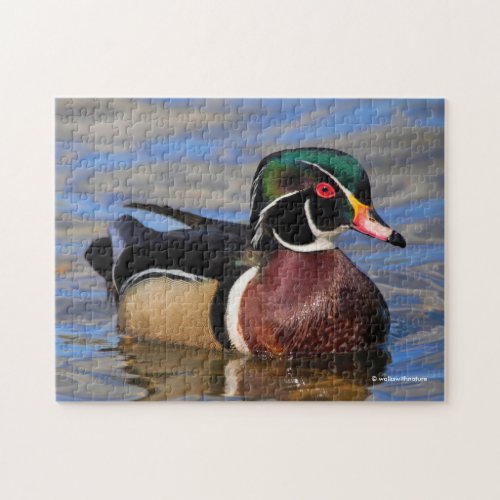 Profile of a Handsome Wood Duck on the Water Jigsaw Puzzle