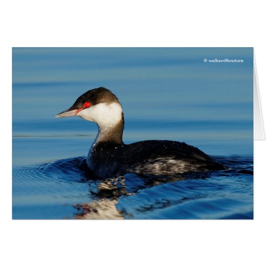 Profile of a Horned Grebe Cards (Front Horizontal)
