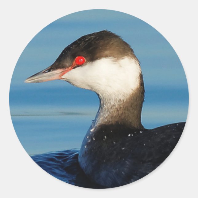 Profile of a Horned Grebe Classic Round Sticker (Front)