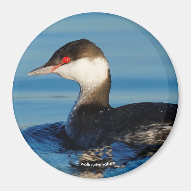 Profile of a Horned Grebe Magnet (Front)