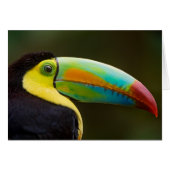 Profile of a Keel-billed Toucan (Front Horizontal)