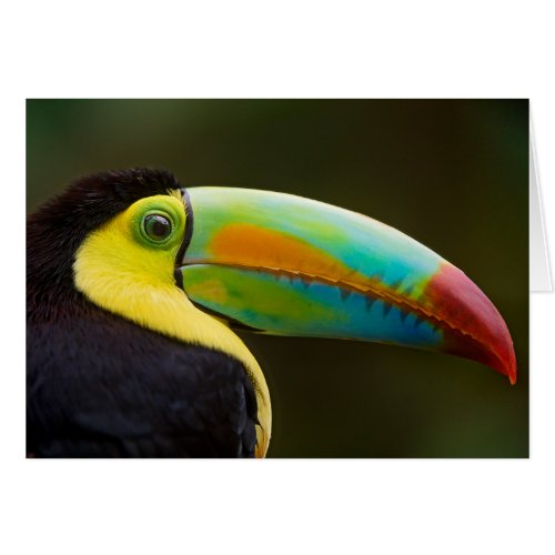 Profile of a Keel_billed Toucan