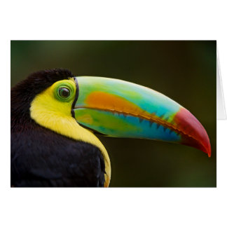 Profile of a Keel-billed Toucan Cards