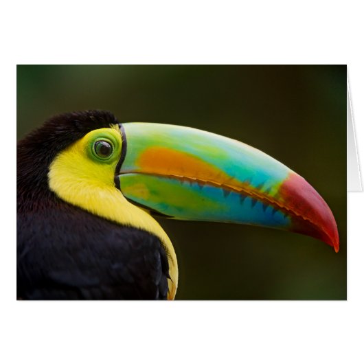 Profile of a Keel-billed Toucan Cards (Front Horizontal)