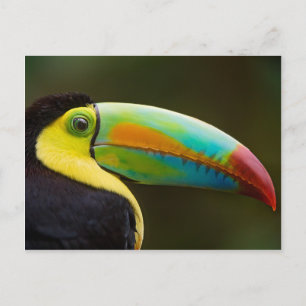 Profile of a Keel-billed Toucan Postcard