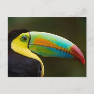 Profile of a Keel-billed Toucan Postcard