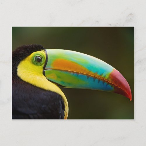 Profile of a Keel_billed Toucan Postcard