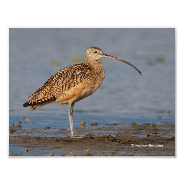 Profile of a Long-Billed Curlew Photo Print (Front)