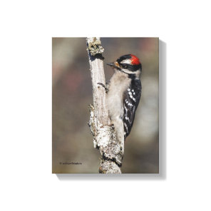 Profile of a Male Downy Woodpecker Canvas Print