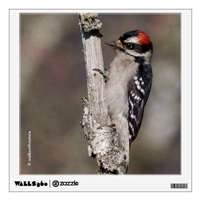 Profile of a Male Downy Woodpecker Wall Decal (Front)