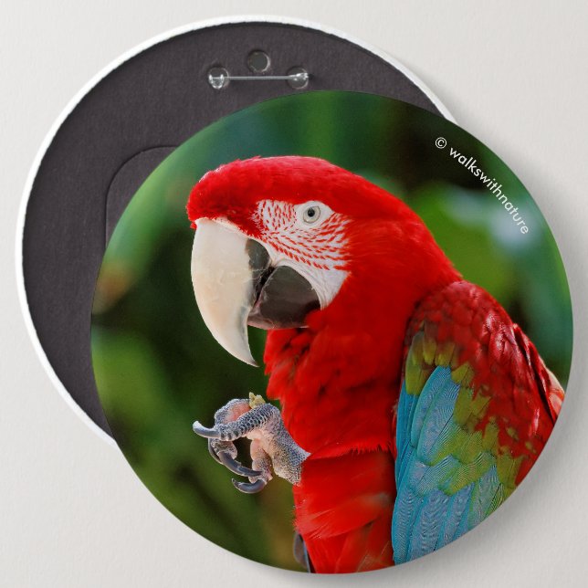 Profile of a Pretty Green-Winged Macaw Pinback Button (Front & Back)