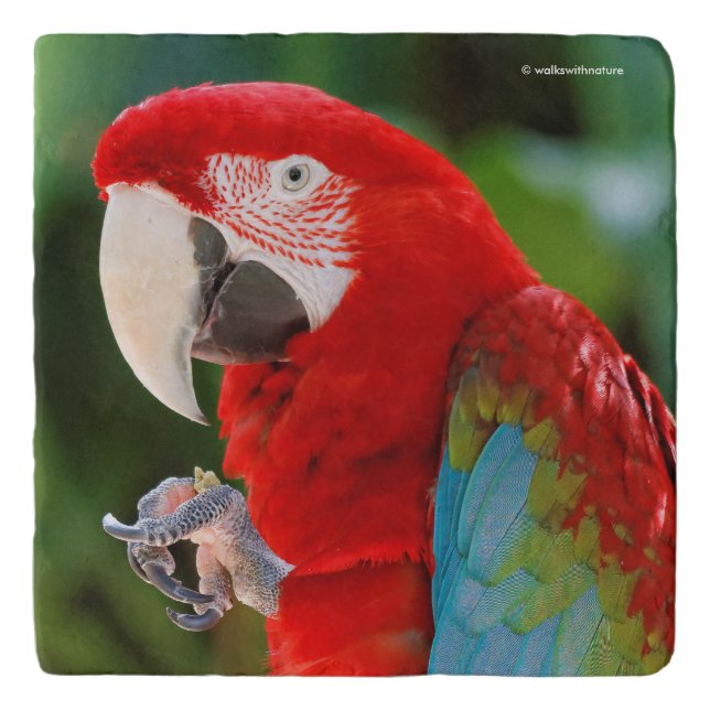 Profile of a Pretty Green-Winged Macaw Trivet (Front)