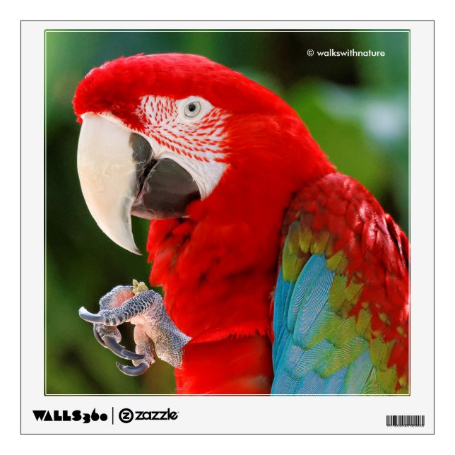 Profile of a Pretty Green-Winged Macaw Wall Sticker (Front)