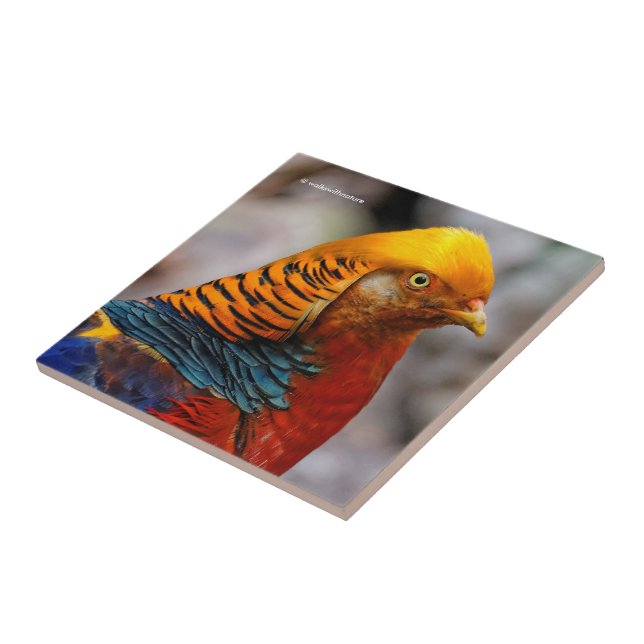 Profile of a Red Golden Pheasant Ceramic Tile (Side)