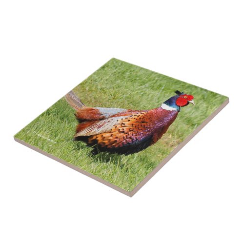 Profile of a Ring_Necked Pheasant Ceramic Tile