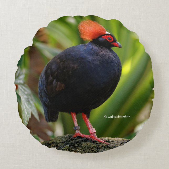 Profile of a Roul-Roul Crested Wood Partridge Round Pillow (Front)