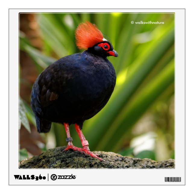 Profile of a Roul-Roul Crested Wood Partridge Wall Decal (Front)