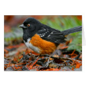 Profile of a Spotted Towhee (Front Horizontal)