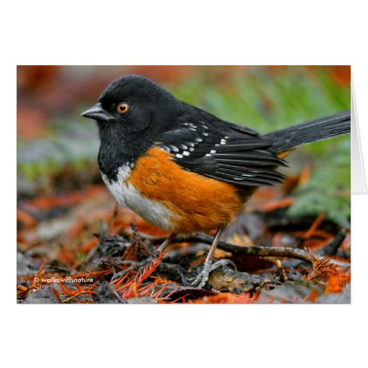 Profile of a Spotted Towhee Cards (Front Horizontal)