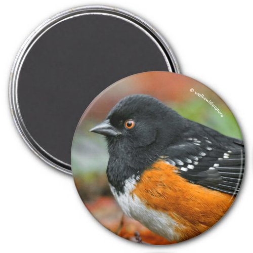 Profile of a Spotted Towhee Magnet