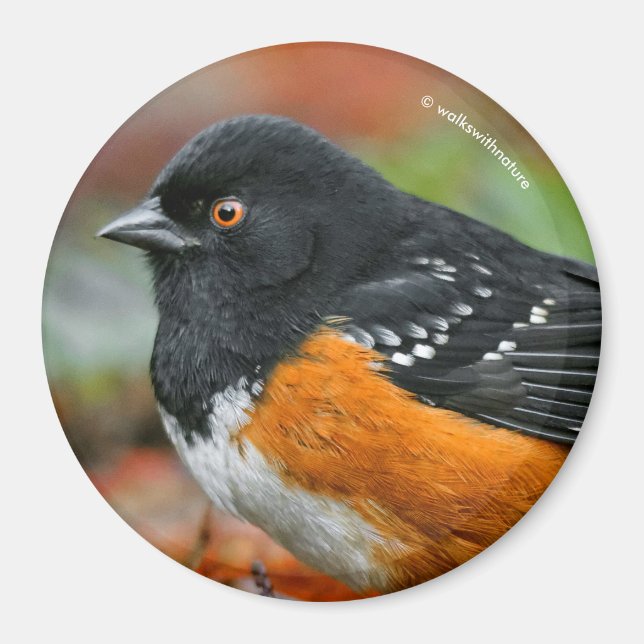 Profile of a Spotted Towhee Magnet (Front)