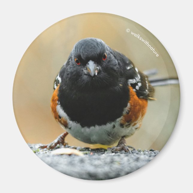 Profile of a Spotted Towhee Magnet (Front)