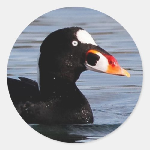 Profile of a Surf Scoter Drake Classic Round Sticker