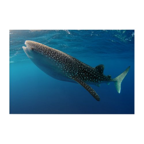 Profile of a whale shark Indonesia Acrylic Print