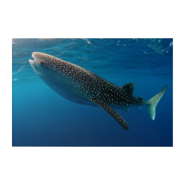 Profile of a whale shark, Indonesia Acrylic Print (Front)
