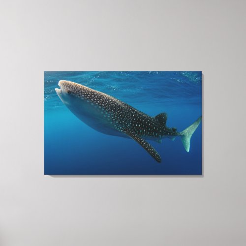 Profile of a whale shark Indonesia Canvas Print