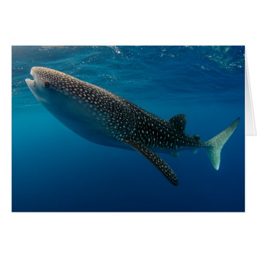 Profile of a whale shark, Indonesia Cards (Front Horizontal)