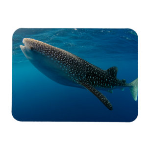 Profile of a whale shark, Indonesia Magnet