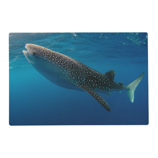 Profile of a whale shark, Indonesia Placemat (Front)