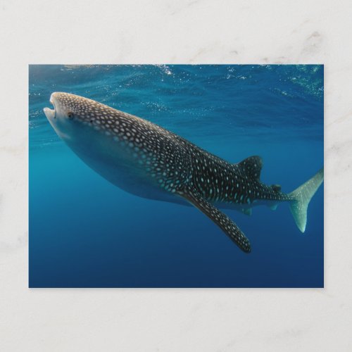 Profile of a whale shark Indonesia Postcard