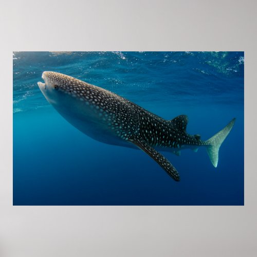 Profile of a whale shark Indonesia Poster