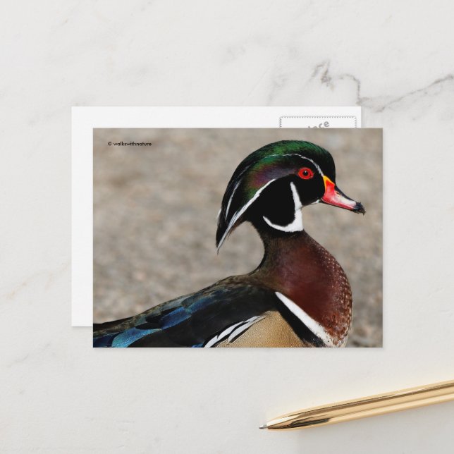 Profile of a Wood Duck Drake Postcard (Front/Back In Situ)