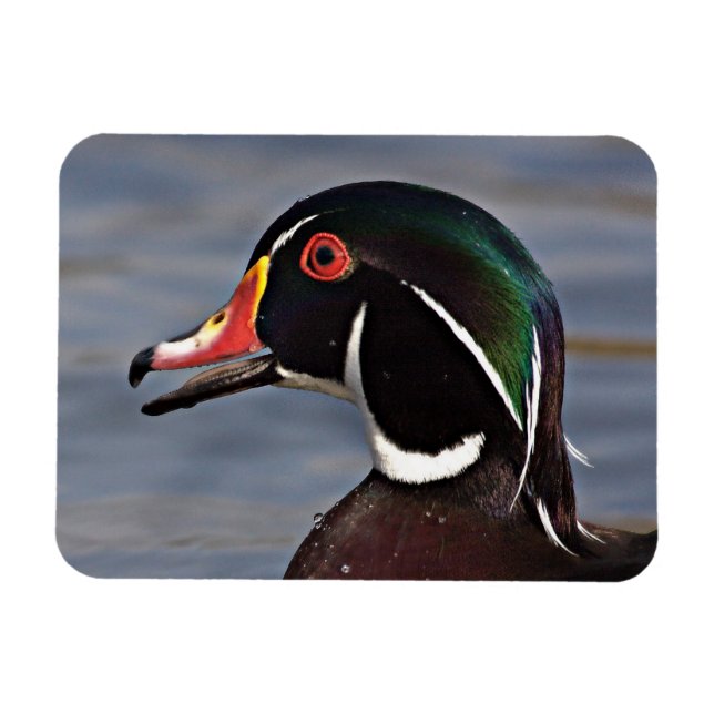 Profile of A Wood duck Magnet (Horizontal)
