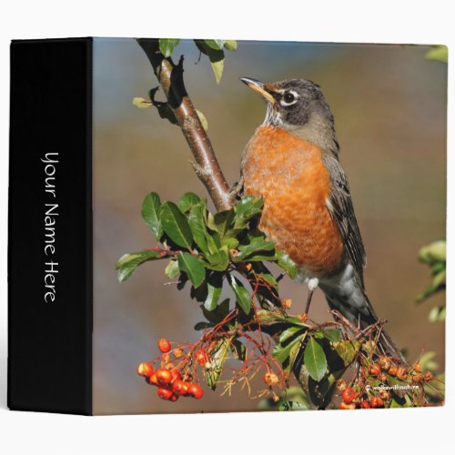 Profile of an American Robin on the Pyracantha 3 Ring Binder