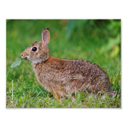Profile of an Eastern Cottontail Rabbit Photo Print