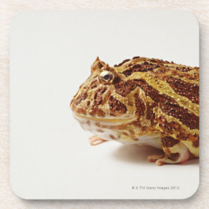 Profile of Argentine Horned Frog Drink Coaster